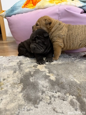 Shar pei  sharpei !! - imagine 4