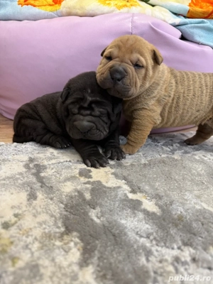 Shar pei  sharpei !! - imagine 3