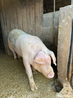 Vând grasuni  - imagine 2