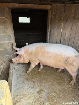 Vând grasuni  - imagine 5