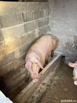 Vând grasuni  - imagine 3