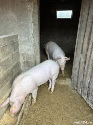 Vând grasuni  - imagine 4