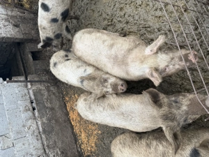 Vând porci crescuți natural  - imagine 2