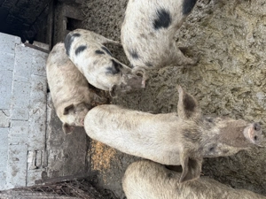 Vând porci crescuți natural  - imagine 3