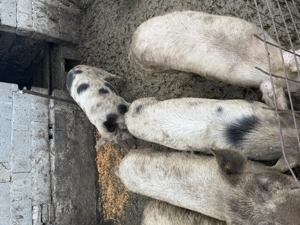 Vând porci crescuți natural  - imagine 3