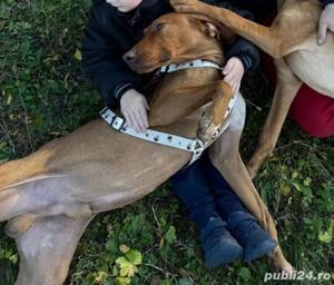 vizsla maghiara  - imagine 2