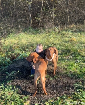 vizsla maghiara  - imagine 3