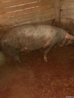 vand porc de taiat Duroc 