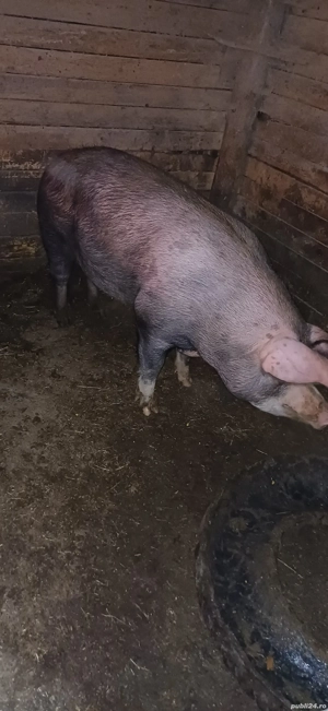vand porc de taiat Duroc  - imagine 2