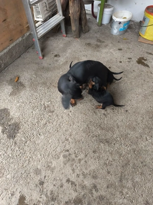 Cățeluse teckel - imagine 5