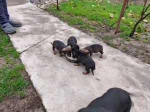 Cățeluse teckel - imagine 2