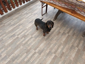 Cățeluse teckel - imagine 4