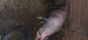 vand porc de taiat Duroc  - imagine 3