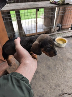 Cățeluse teckel - imagine 3