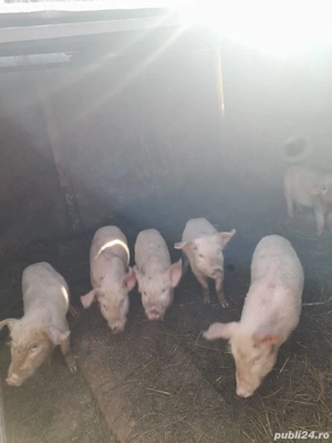 Purcei de vanzare - imagine 3