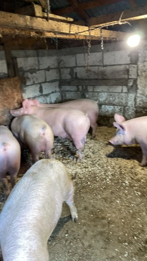 Porci pentru Crăciun 