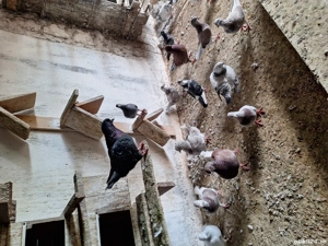 Disponobili - imagine 2