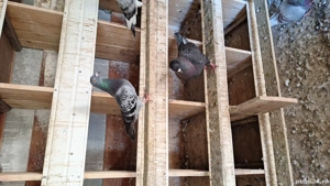 Disponobili - imagine 4