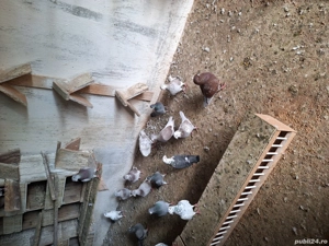 Disponobili - imagine 3