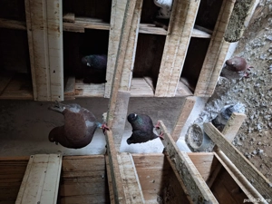 Disponobili - imagine 5