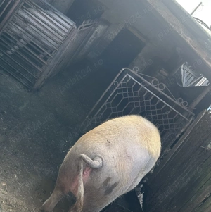 Vând porc  - imagine 2