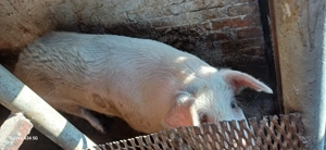 Vând porc  - imagine 2