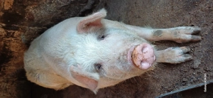 Vând porc  - imagine 3