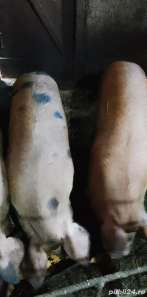 porci intre 80 si 130kg la 16 lei