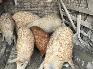 Vînd grăsuni pentru Craciun