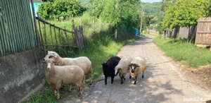 Animale de vanzare  - imagine 2