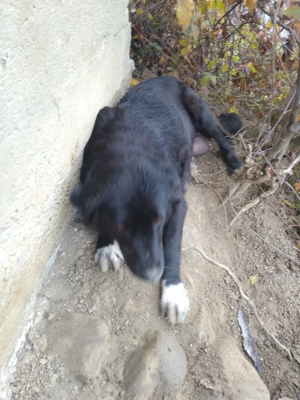 Donez catei rasa ciobanesc corb romanesc - imagine 2