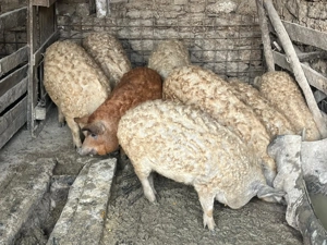 Vînd grăsuni pentru Craciun - imagine 2