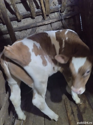 Animale de vanzare  - imagine 4