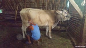 Animale de vanzare  - imagine 3