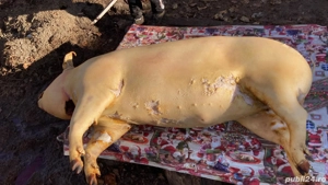 Animale de vanzare  - imagine 5