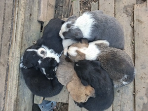 Donez catel, unii au ochii albastrii - imagine 2