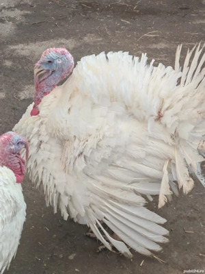 Vand curcani 4-8 kg, ideal pentru cuptor, livrare gratuita in Bucuresti si Ilfov 