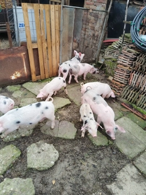 Vand porci 70-80 kg  si purcei de 7 saptamani .   - imagine 4