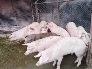 Vand porci 70-80 kg  si purcei de 7 saptamani .   - imagine 2