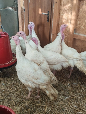 Vand curcani 4-8 kg, ideal pentru cuptor, livrare gratuita in Bucuresti si Ilfov 