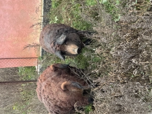 Vând porci mangalita - imagine 4