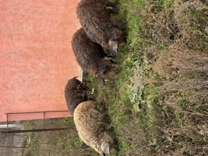 Vând porci mangalita - imagine 5