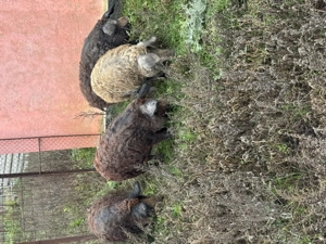 Vând porci mangalita - imagine 2