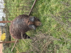 Vând porci mangalita - imagine 3