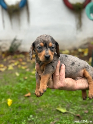 Tekel Disponibili - imagine 2