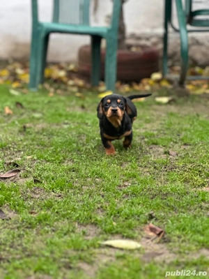 Tekel Disponibili - imagine 3