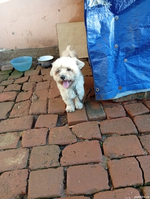 Donez cățel bison maltez băiat talie mică virsta 2 ani foarte voios și jucăuș. - imagine 3