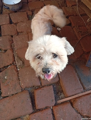 Donez cățel bison maltez băiat talie mică virsta 2 ani foarte voios și jucăuș.