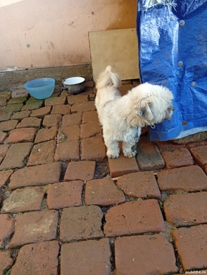 Donez cățel bison maltez băiat talie mică virsta 2 ani foarte voios și jucăuș. - imagine 2