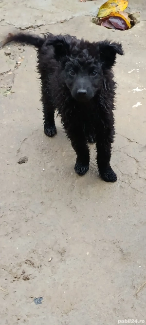 catei de intors Mudi originali - imagine 2